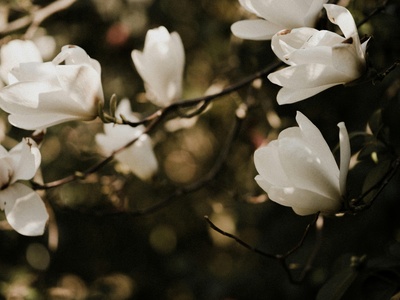 Magnolia