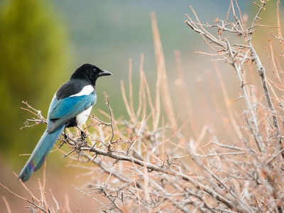 Magpie