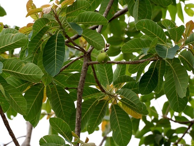 Mahua