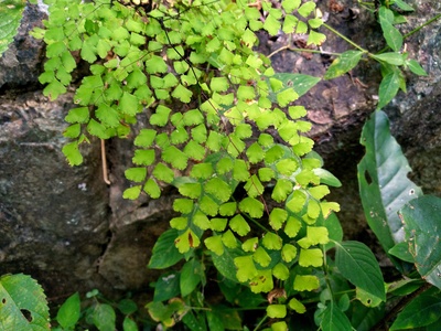 Maidenhair Fern