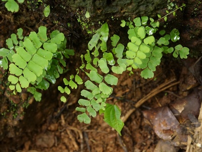 Maidenhair Fern