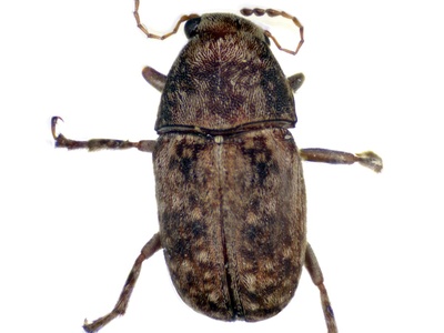 Maize Weevil