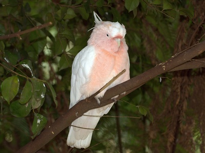 Major Mitchell's Cockatoo