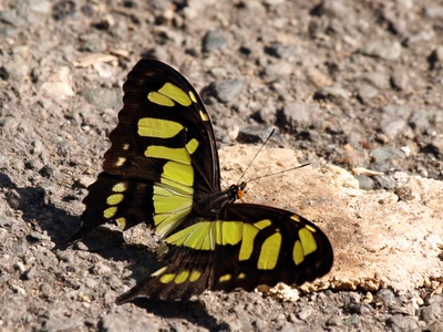 Malachite Butterfly