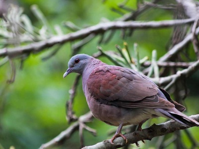 Malagasy Turtle Dove