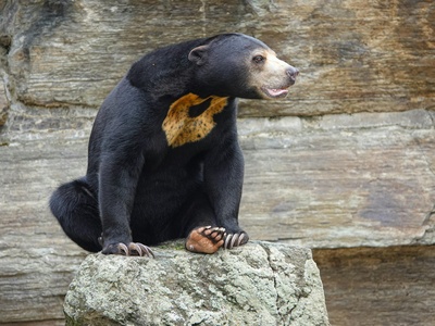 Malayan sun bear