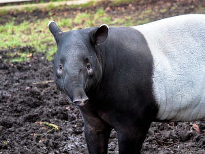 Malayan tapir