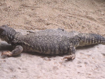 Mali Spiny-tailed Lizard