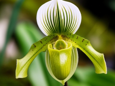 Malipo Slipper Orchid