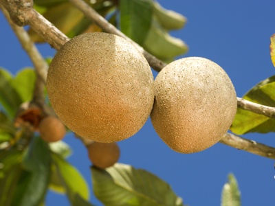 Mamey sapote