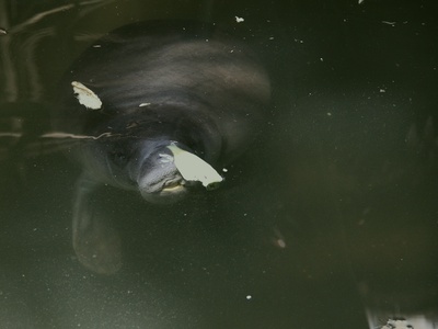 Manatee