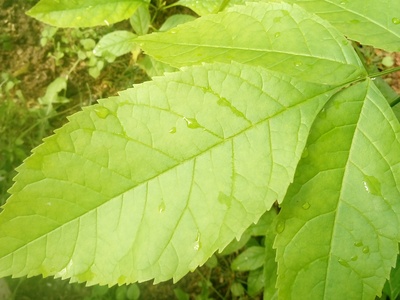 Manchurian Ash