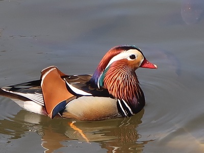 Mandarin duck