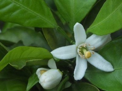 Mandarin (Satsuma)