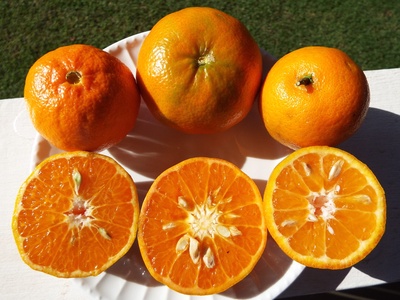 Mandarin (Tangerine)