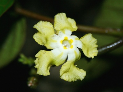 Mandevilla
