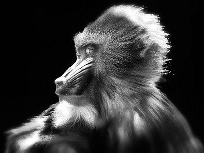 Mandrill
