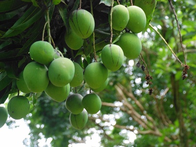 Mango (Manga)