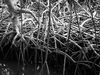 Mangrove Blanc