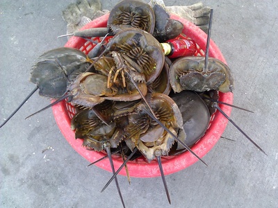 Mangrove Horseshoe Crab