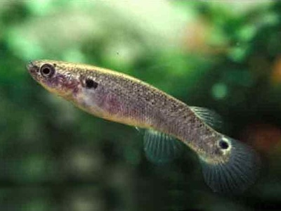 Mangrove Rivulus