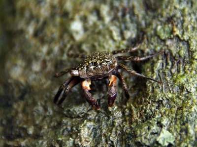 Mangrove Tree Crab