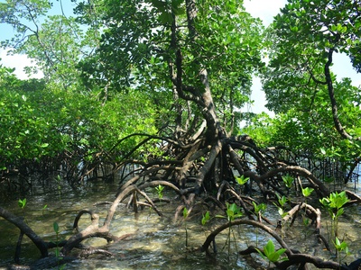 Mangrove Zonn