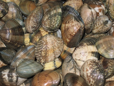 Manila Clam