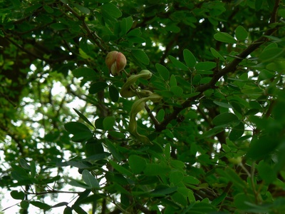 Manila Tamarind
