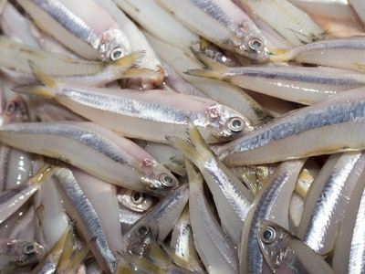 Manjuba