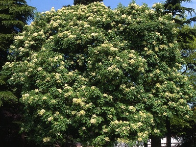 Manna Ash