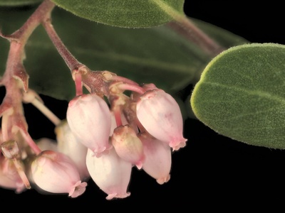 Manzanita