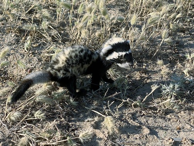 Marbled polecat
