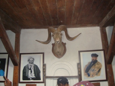 Marco Polo sheep