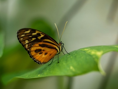 Mariana Eight-spot Butterfly