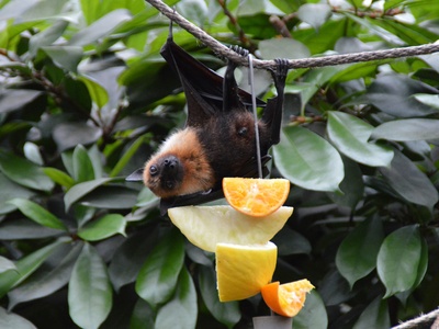 Mariana Fruit Bat