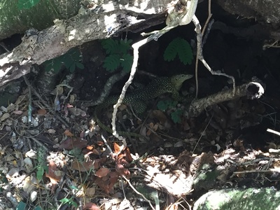 Mariana Monitor