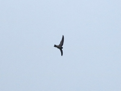 Mariana Swiftlet