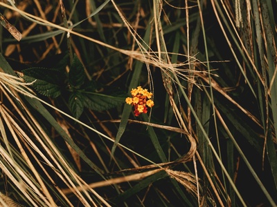 Marigold, African