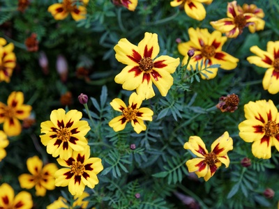 Marigold, French