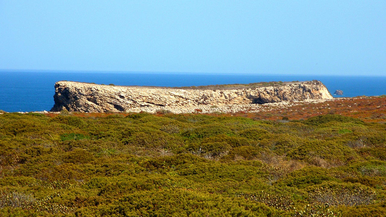 Hawksbill turtle and reef habitat near Antigua and Barbuda