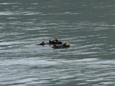 Marine otter