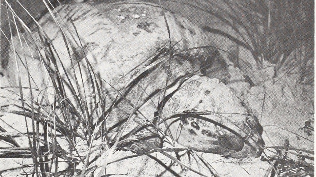 Sea turtle emerging onto a Caribbean beach at night