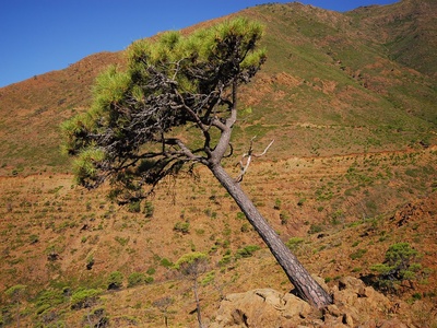 Maritime Pine