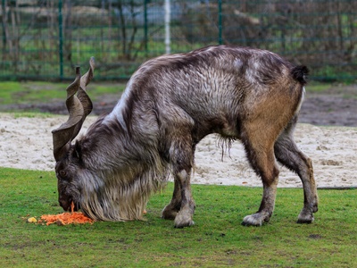 Markhor