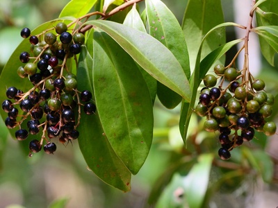 Marlberry
