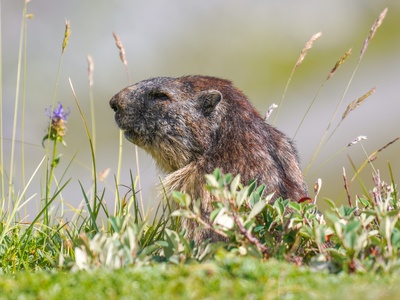 Marmot