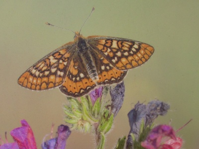 Marsh Fritillary Butterfly