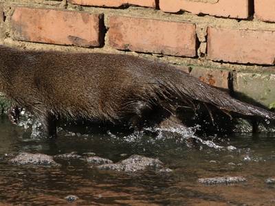 Marsh mongoose
