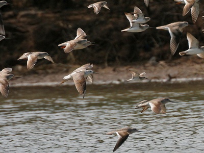 Marsh Sandpiper